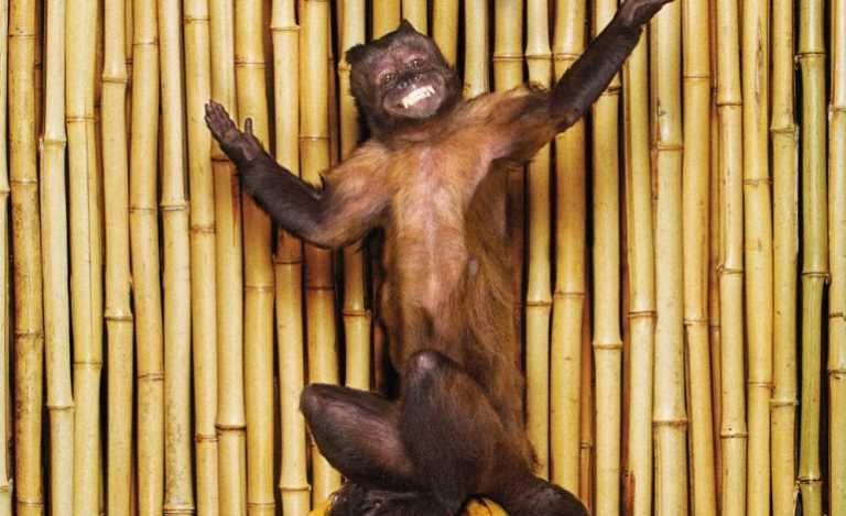 ¿Quién es ‘!!!’ y por qué está en el Line Up del Live Out?