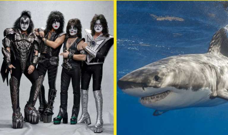 Kiss dará un concierto para tiburones blancos