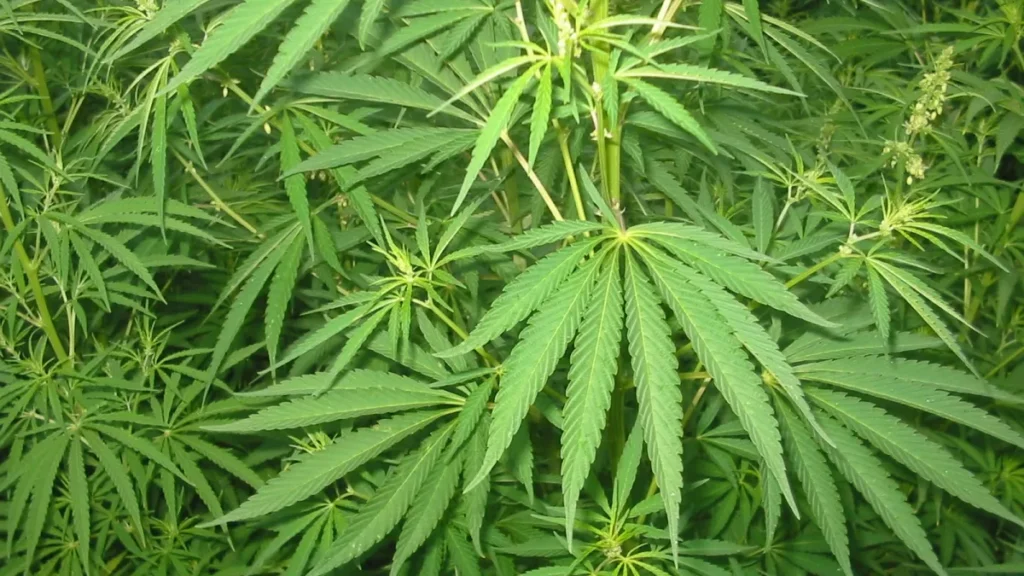 Celebra el Día Mundial de la Marihuana con una playlist de rock imprescindible que no te puedes perder.